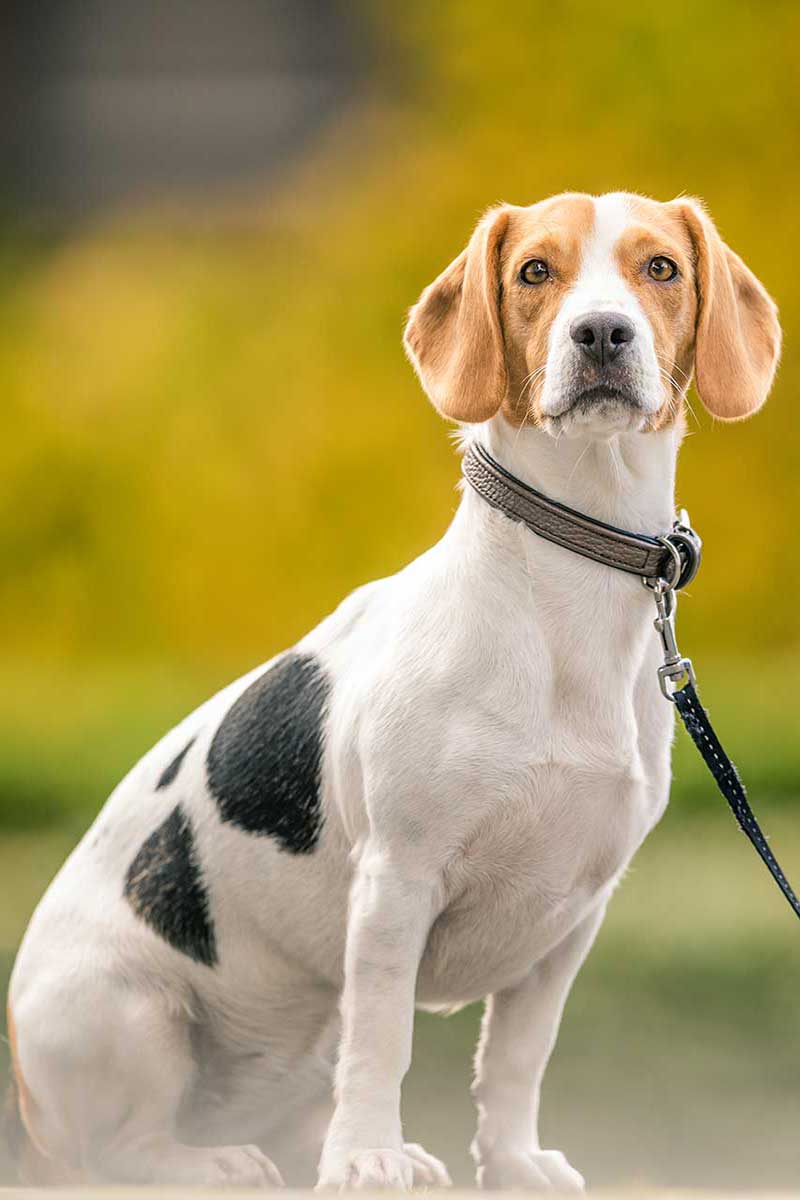 Trudi
